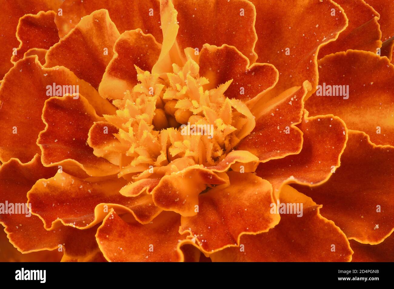 Tagetes patula. Fleur de Marigold orange, marigold français, Tagetes erecta, marigold mexicain, marigold aztèque, marigold africain gros plan. Banque D'Images