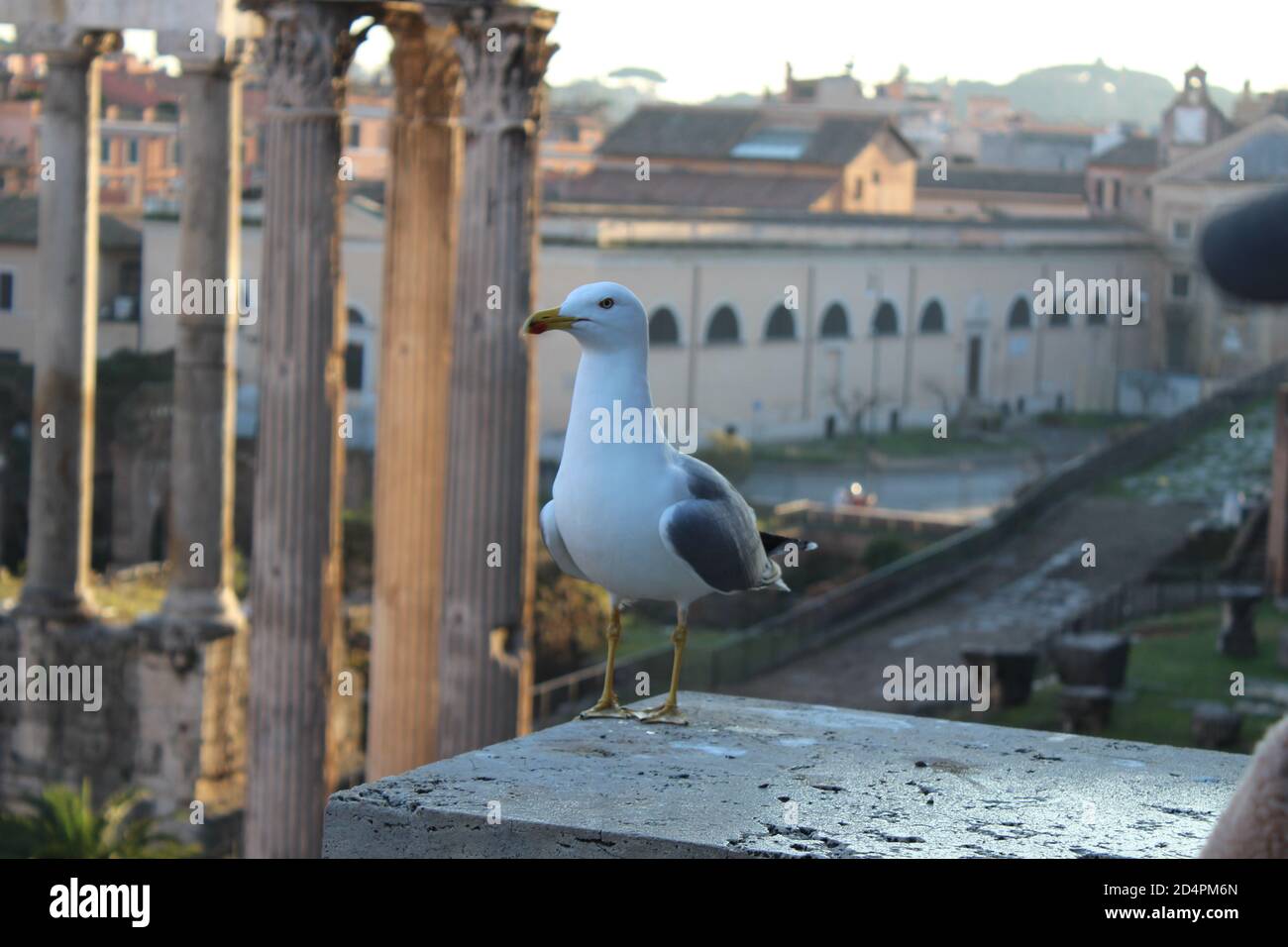 Mouette exceptionnelle, posant avec les ruines du Forum romain en arrière-plan au coucher du soleil Banque D'Images