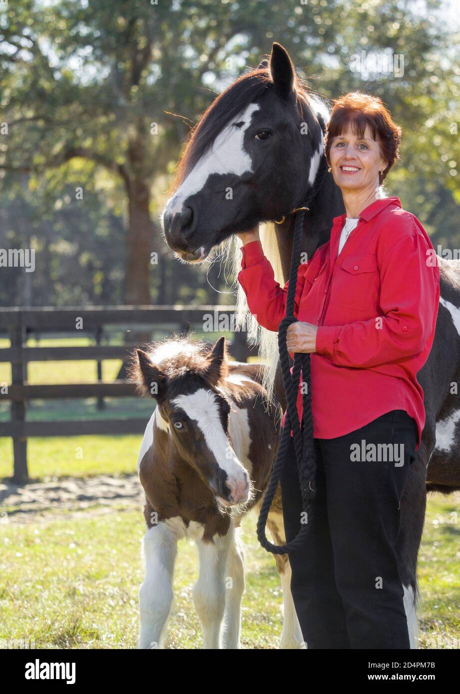Femme posant avec Gypsy Tanner Horse mare et foal Banque D'Images