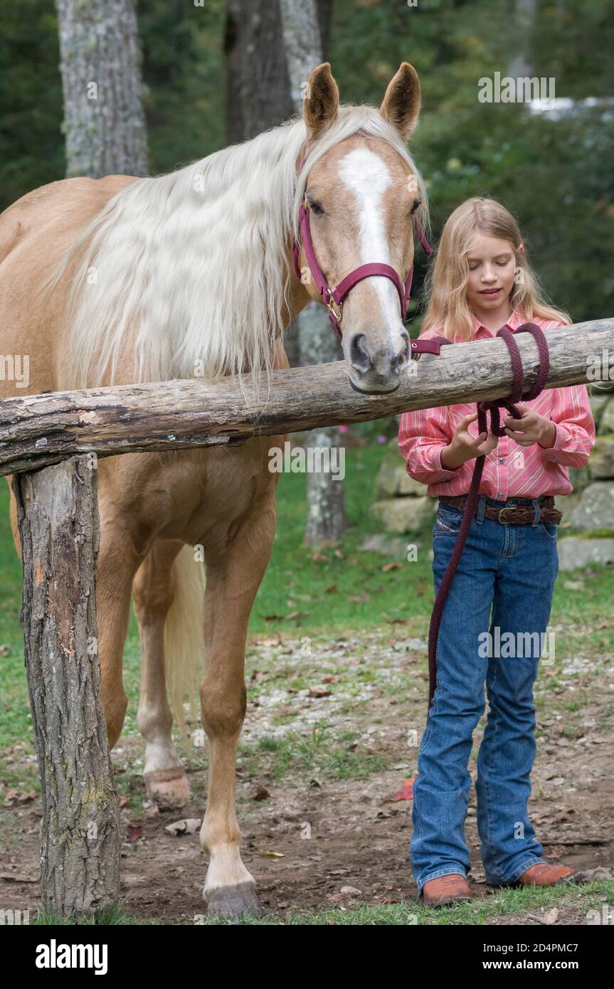 Palomino blanc Banque de photographies et d images a haute resolution Alamy