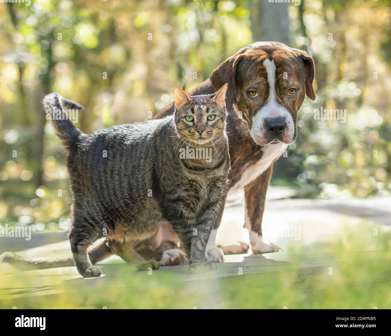 Chien de taureau américain et ami de chat tabby Banque D'Images