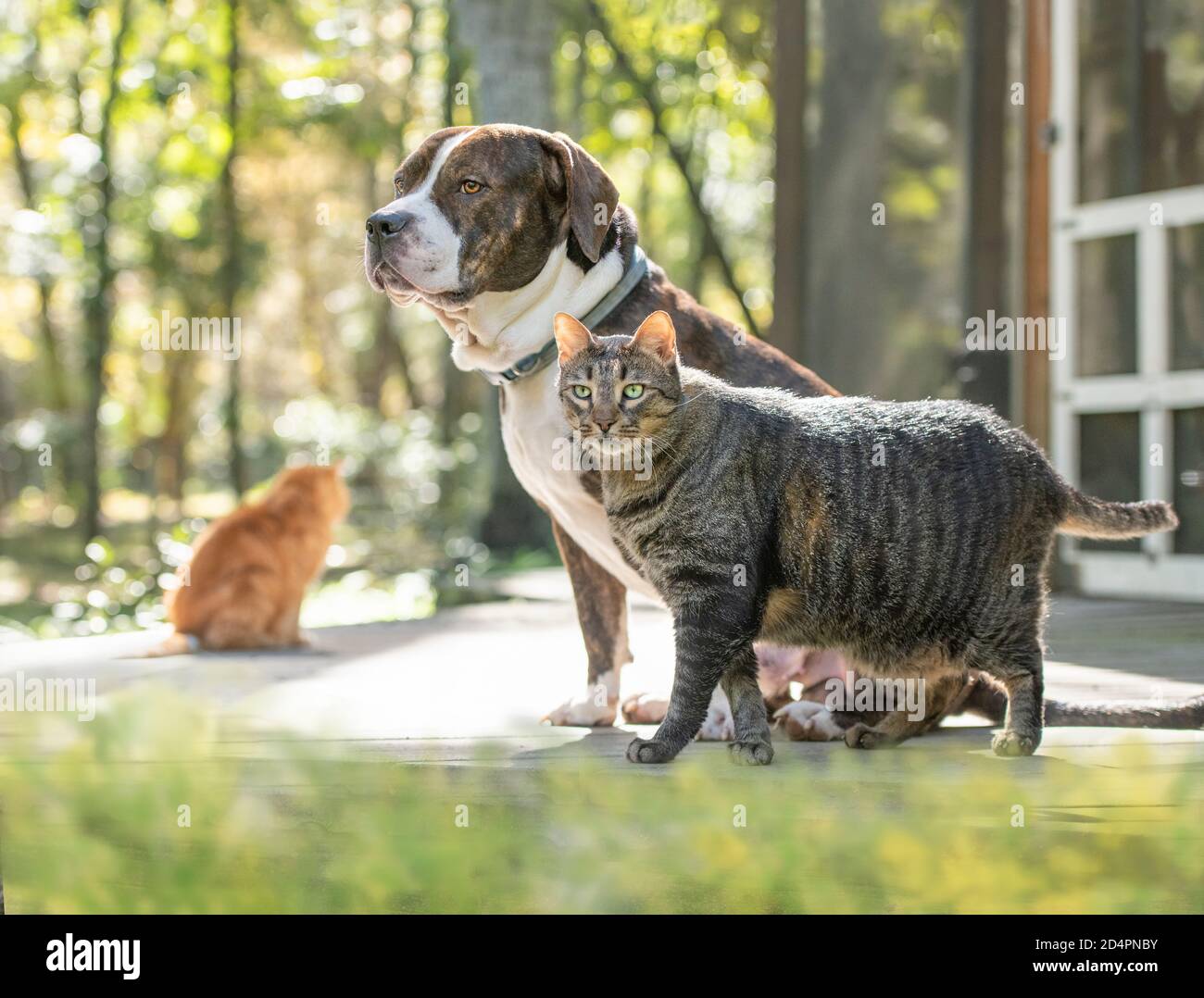 Chien de taureau américain et ami de chat tabby Banque D'Images