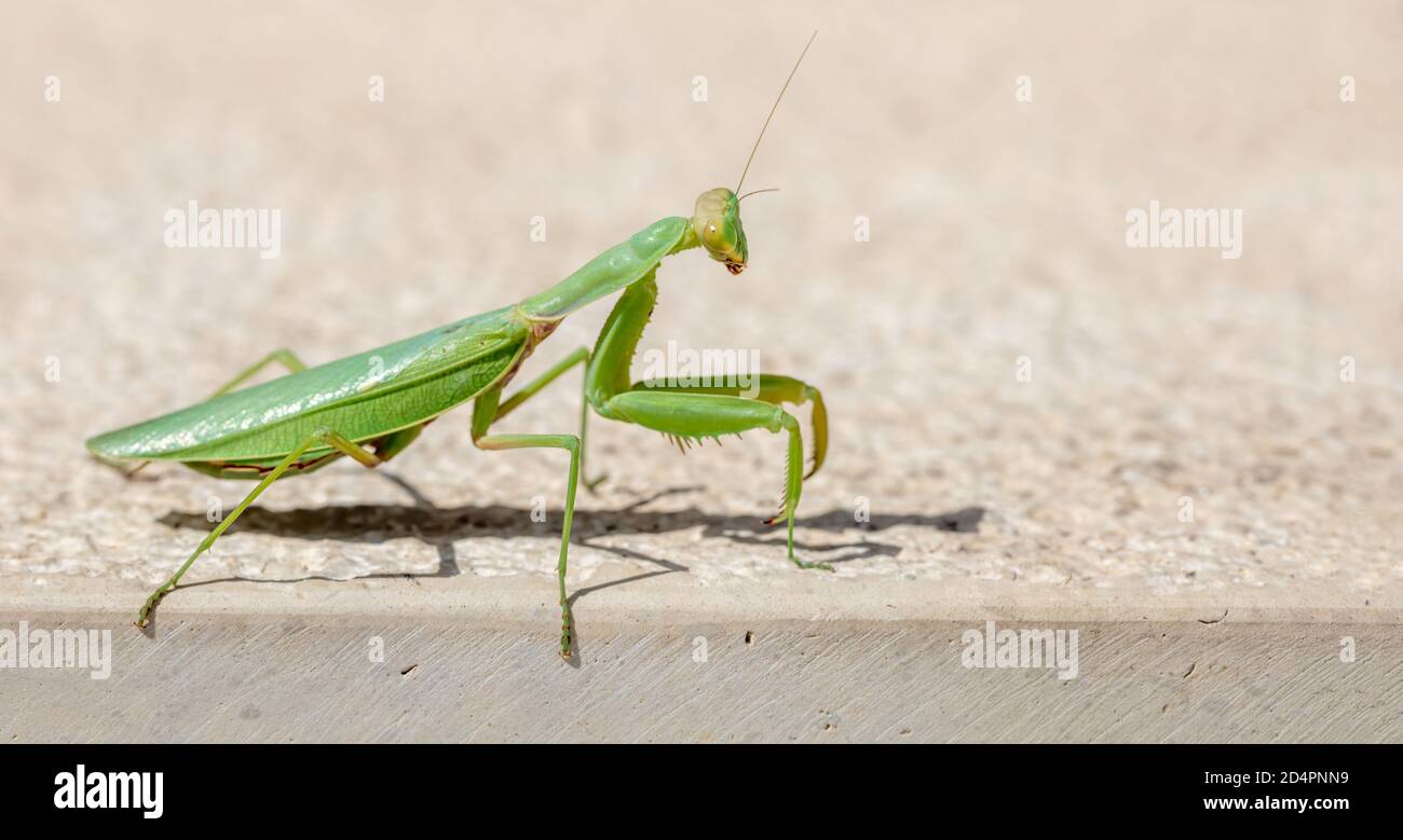 Mantis vert de prière. European ou Mantis Religiosa contre fond beige, espace copie, vue rapprochée. Banque D'Images