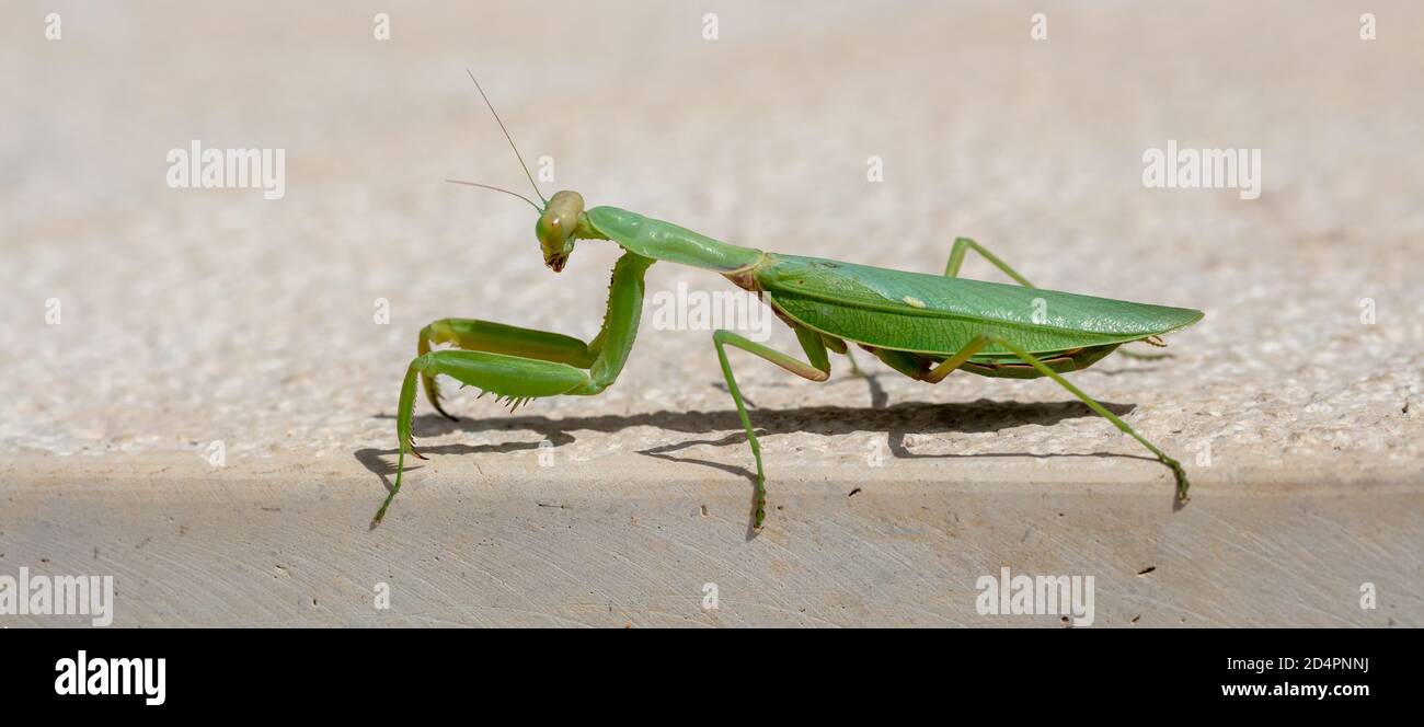 Mantis vert de prière. European ou Mantis Religiosa contre fond beige, espace copie, vue rapprochée. Banque D'Images