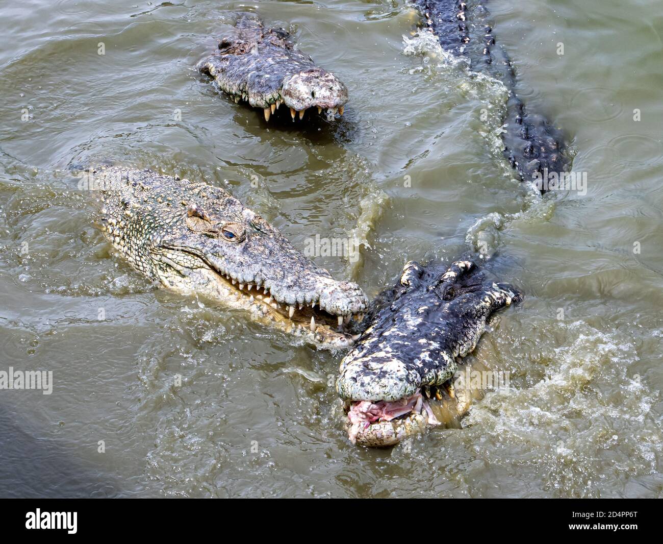 Les crocodiles dans l'eau se battent pour la nourriture. Banque D'Images
