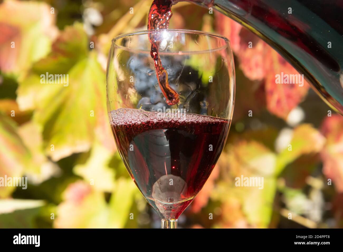 Un vin rouge qui coule de carafa dans le verre sur fond de vignoble. Banque D'Images
