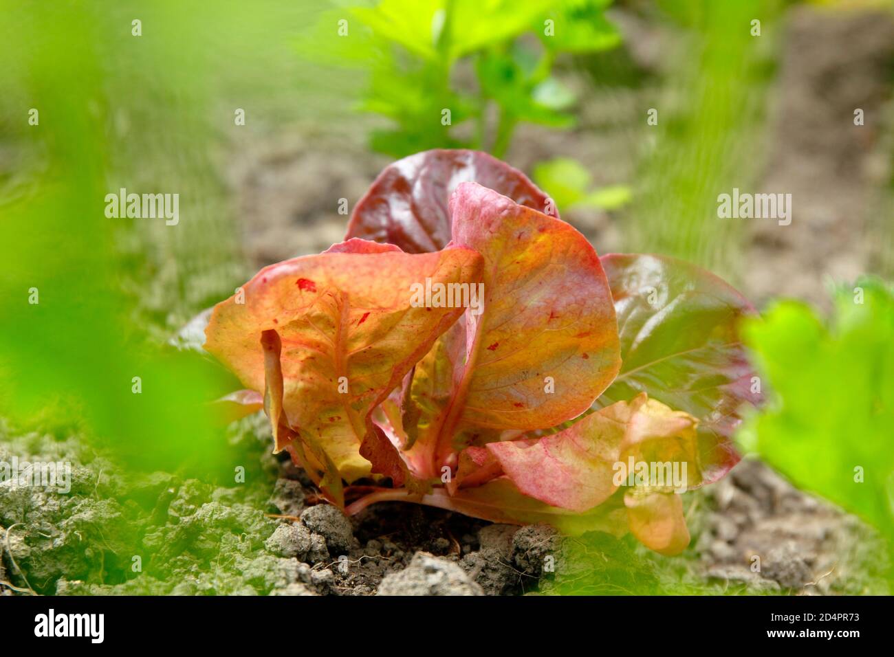 La laitue 'Marvel of four Seasons', cultivée comme une récolte de capture, est interplantée entre les plantes 'Monarch' du céleri-rave. Banque D'Images