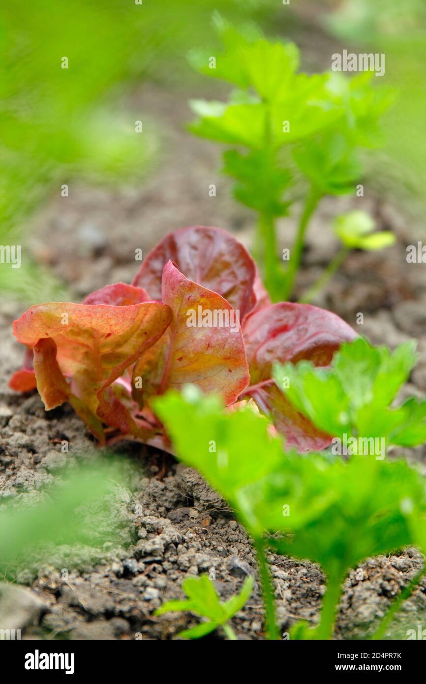 La laitue 'Marvel of four Seasons', cultivée comme une récolte de capture, est interplantée entre les plantes 'Monarch' du céleri-rave. Banque D'Images