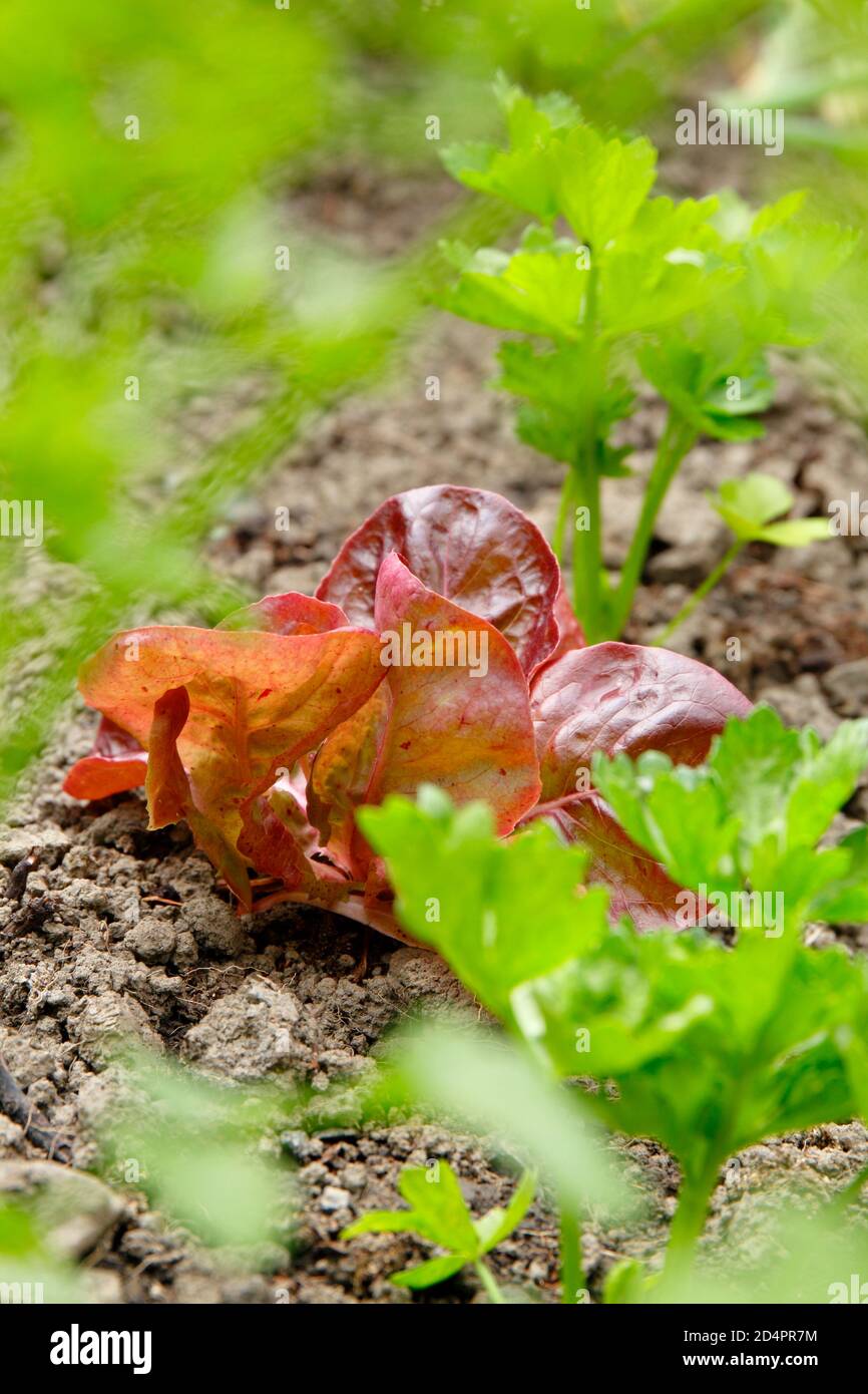 La laitue 'Marvel of four Seasons', cultivée comme une récolte de capture, est interplantée entre les plantes 'Monarch' du céleri-rave. Banque D'Images