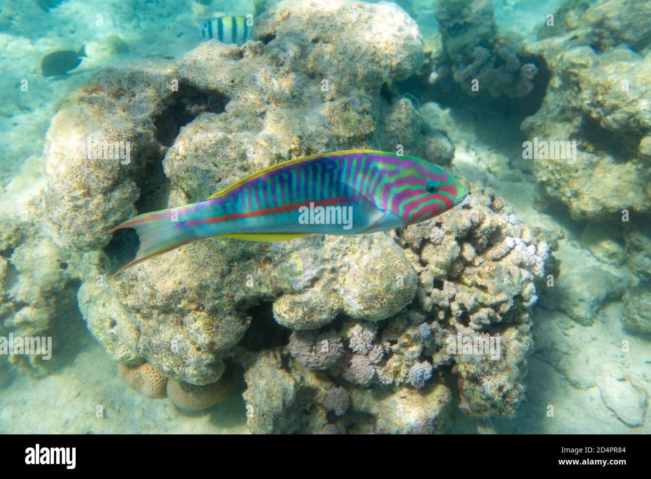 Thalassoma Pavo (la wrasse de l'arc-en-ciel méditerranéen, Coris julis) près du récif de corail dans l'océan, vue de près, vue latérale. Poissons tropicaux rayés colorés en rouge S. Banque D'Images