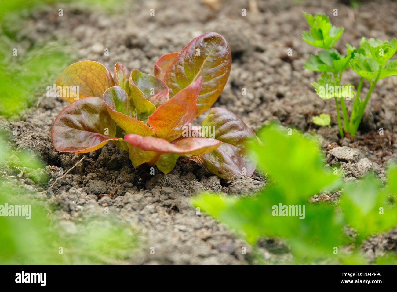 La laitue 'Marvel of four Seasons', cultivée comme une récolte de capture, est interplantée entre les plantes 'Monarch' du céleri-rave. Banque D'Images