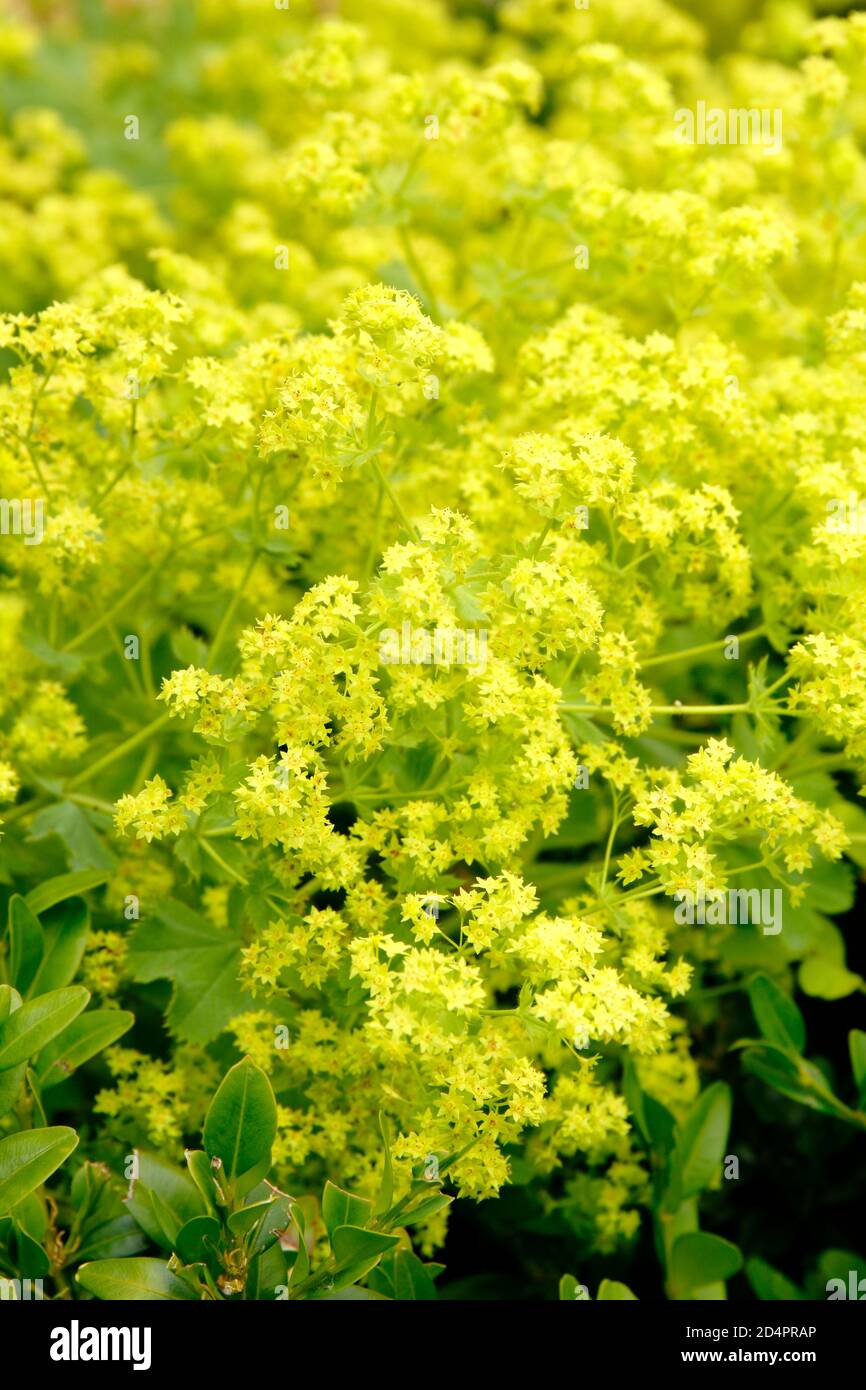 Alchemilla mollis. Le manteau de la dame, présentant des fleurs vert acide distinctives, dans un jardin. ROYAUME-UNI Banque D'Images