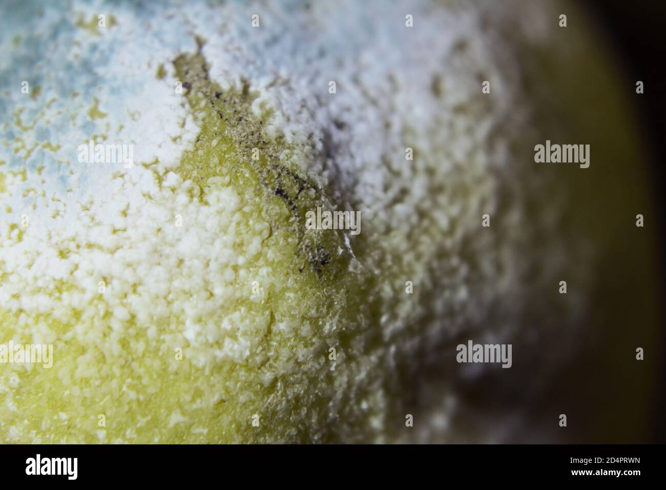 Détail du moule sur la surface d'un citron - Macro Banque D'Images