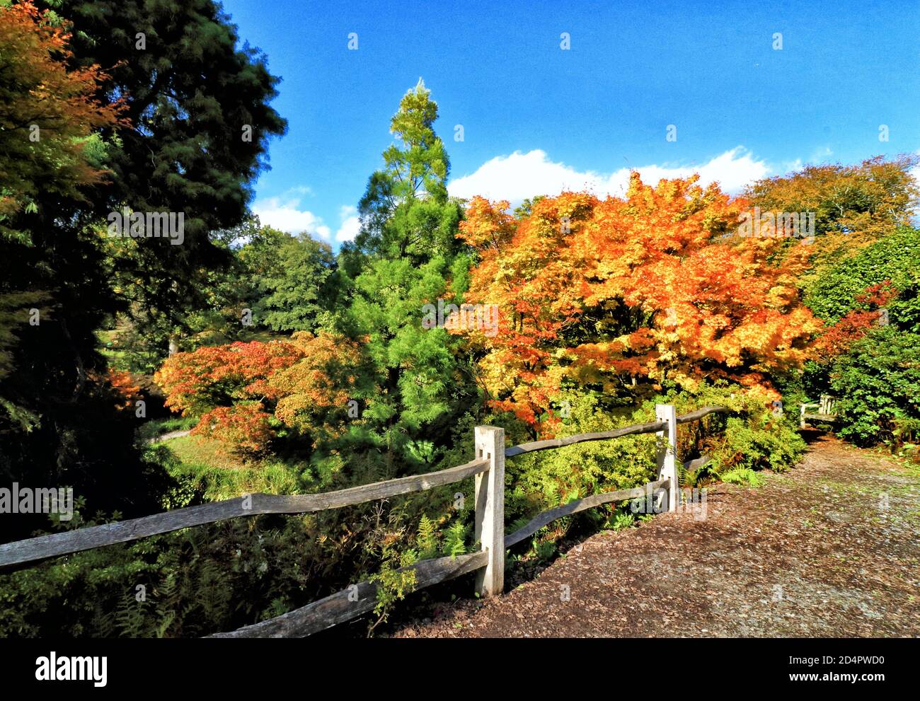 Crawley, Royaume-Uni. 07e octobre 2020. Une clôture mène aux teintes dorées du feuillage d'automne dans Crawley.couleurs d'automne dans les jardins de Wakehurst place et Standen House autour de Crawley. Crédit : SOPA Images Limited/Alamy Live News Banque D'Images