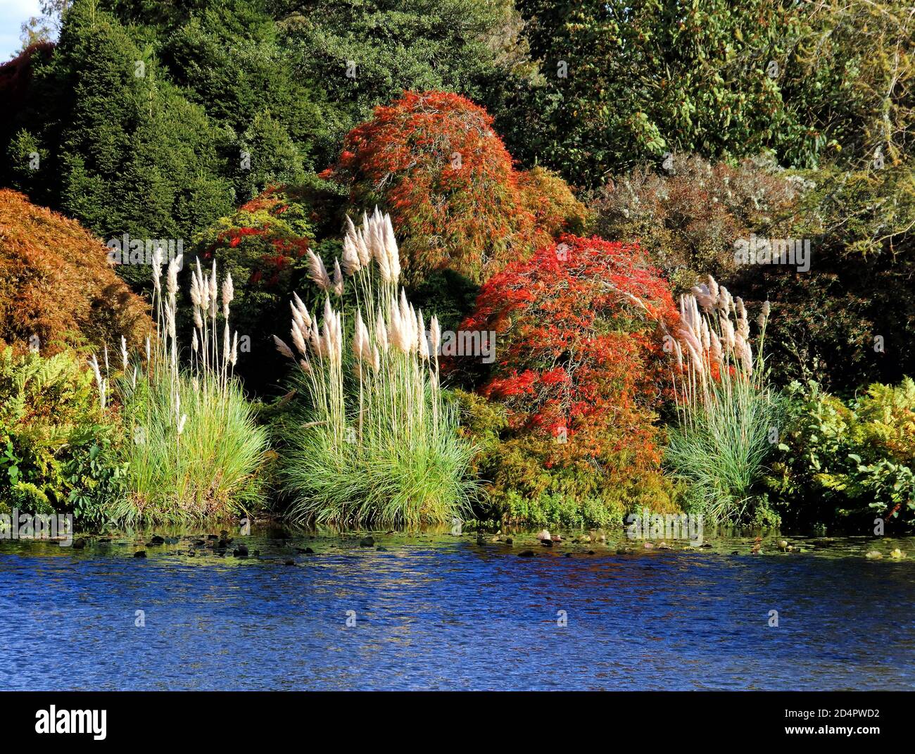 Crawley, Royaume-Uni. 07e octobre 2020. Feuillage coloré sur le côté du lac à Crawley.Autumn couleurs dans les jardins à Wakehurst place et Standen House autour de Crawley. Crédit : SOPA Images Limited/Alamy Live News Banque D'Images
