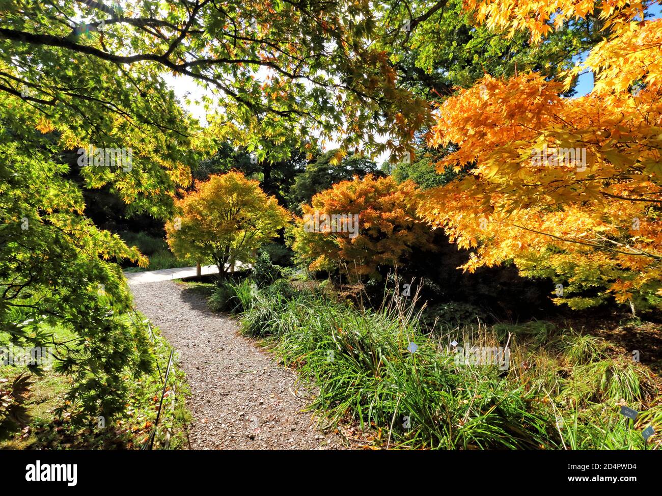 Crawley, Royaume-Uni. 07e octobre 2020. Un chemin mène aux teintes dorées du feuillage d'automne dans Crawley.couleurs d'automne dans les jardins de Wakehurst place et Standen House autour de Crawley. Crédit : SOPA Images Limited/Alamy Live News Banque D'Images