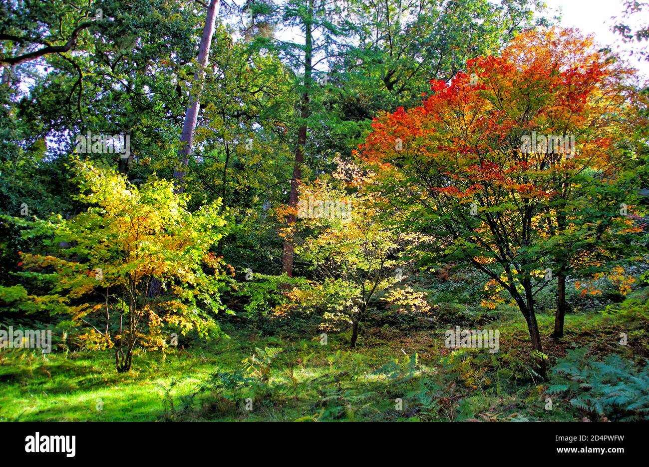 Crawley, Royaume-Uni. 07e octobre 2020. Rouges, oranges et jaunes de feuillage d'automne à Crawley.couleurs d'automne dans les jardins à Wakehurst place et Standen House autour de Crawley. Crédit : SOPA Images Limited/Alamy Live News Banque D'Images