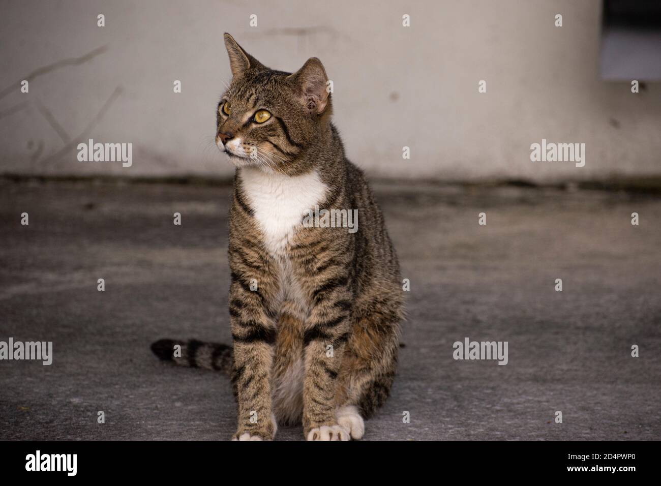 Chaton dans la cour avant attendant que nous nous postions comme un tigre Banque D'Images
