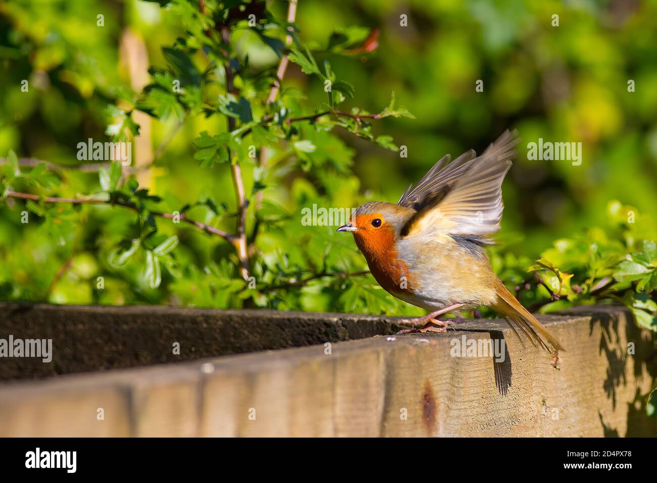Robin sur une clôture avec des ailes sur le point de voler gros plan Banque D'Images