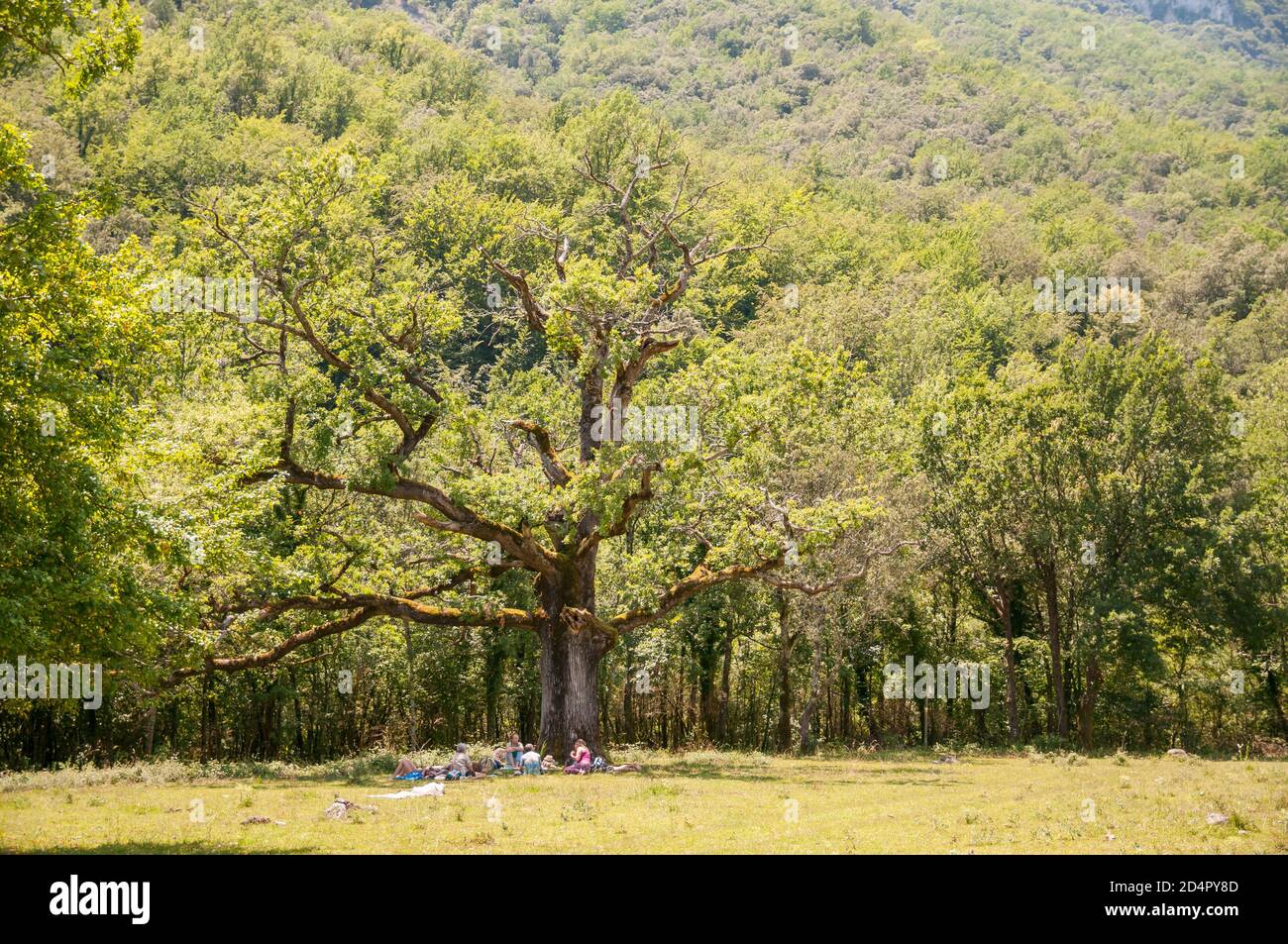 Groupe de personnes sous un chêne européen, Quercus robur, Catalogne, Espagne Banque D'Images