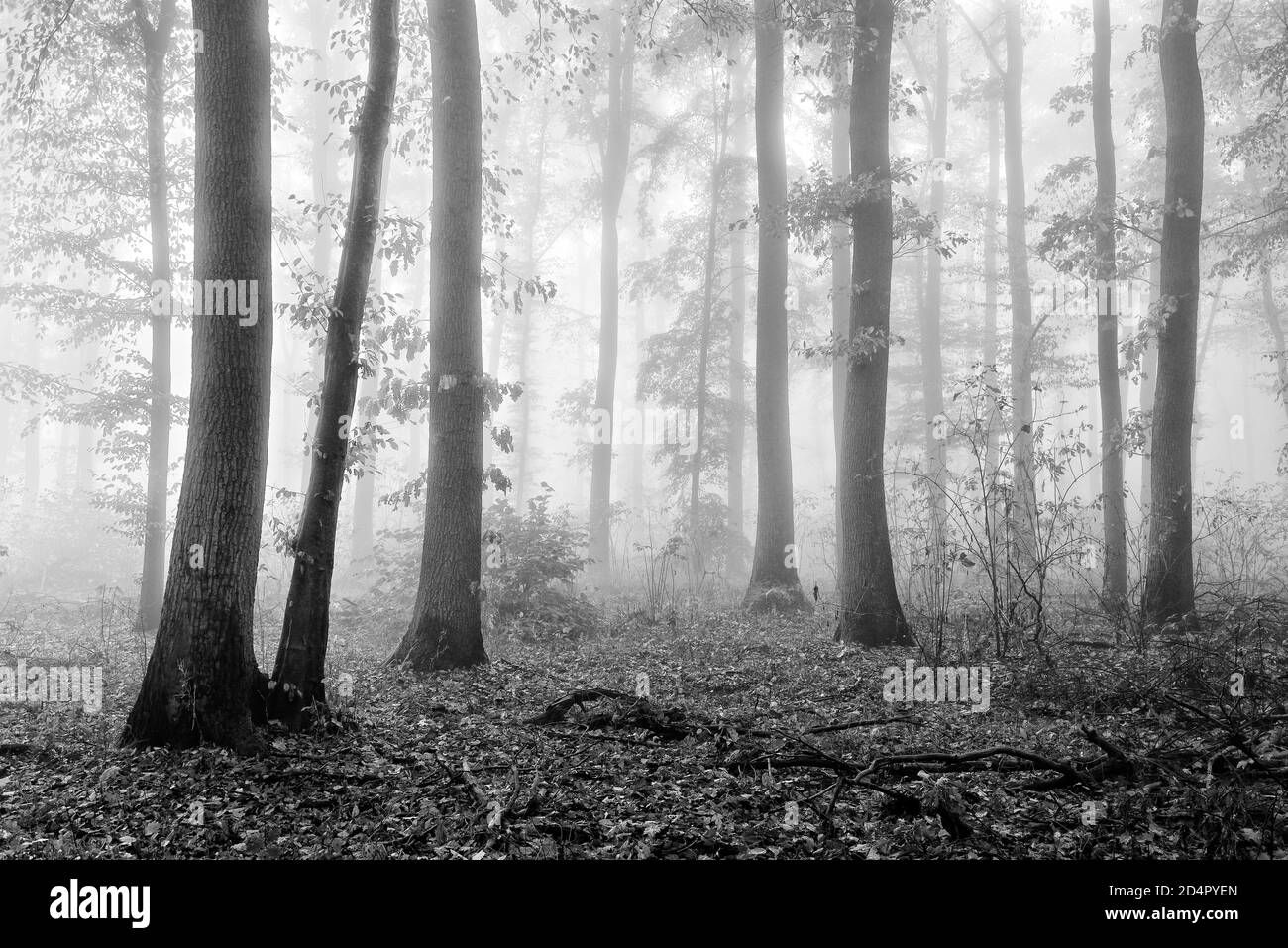 Forêt à feuilles caduques avec brouillard dense en automne, noir et blanc, près de Freyburg, Allemagne ( Sachsen-Anhalt) Banque D'Images