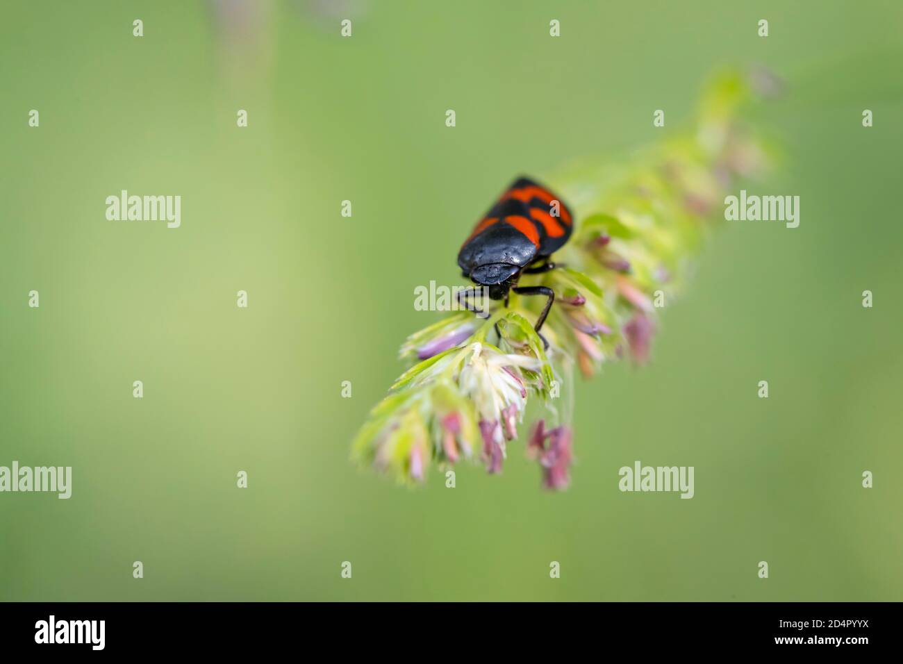 Froghopper rouge et noir ( Cercovis vulnerata) sur une lame d'herbe, Perlacher Forst, haute-Bavière, Bavière, Allemagne, Europe Banque D'Images