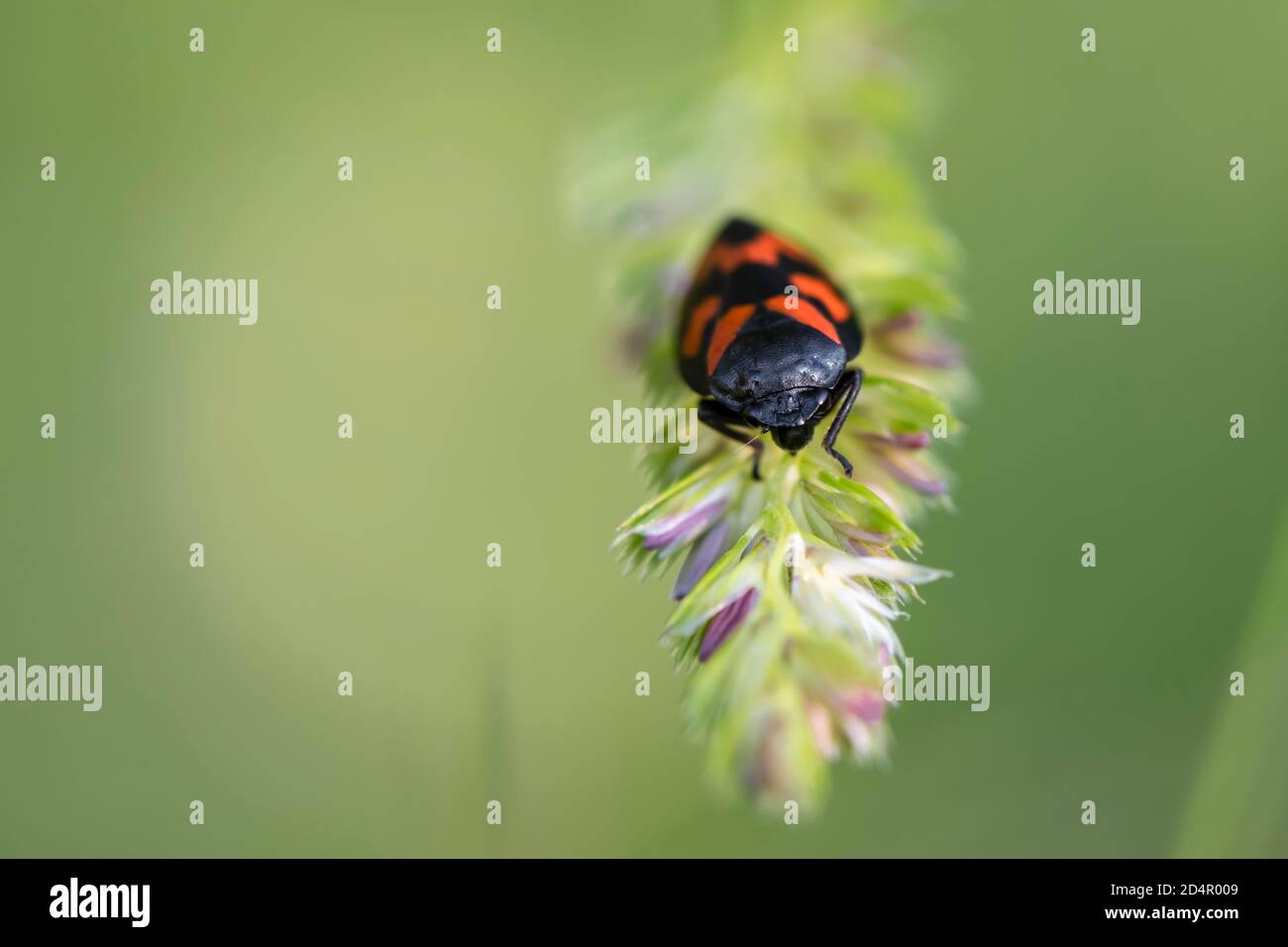 Froghopper rouge et noir ( Cercovis vulnerata) sur une lame d'herbe, Perlacher Forst, haute-Bavière, Bavière, Allemagne, Europe Banque D'Images