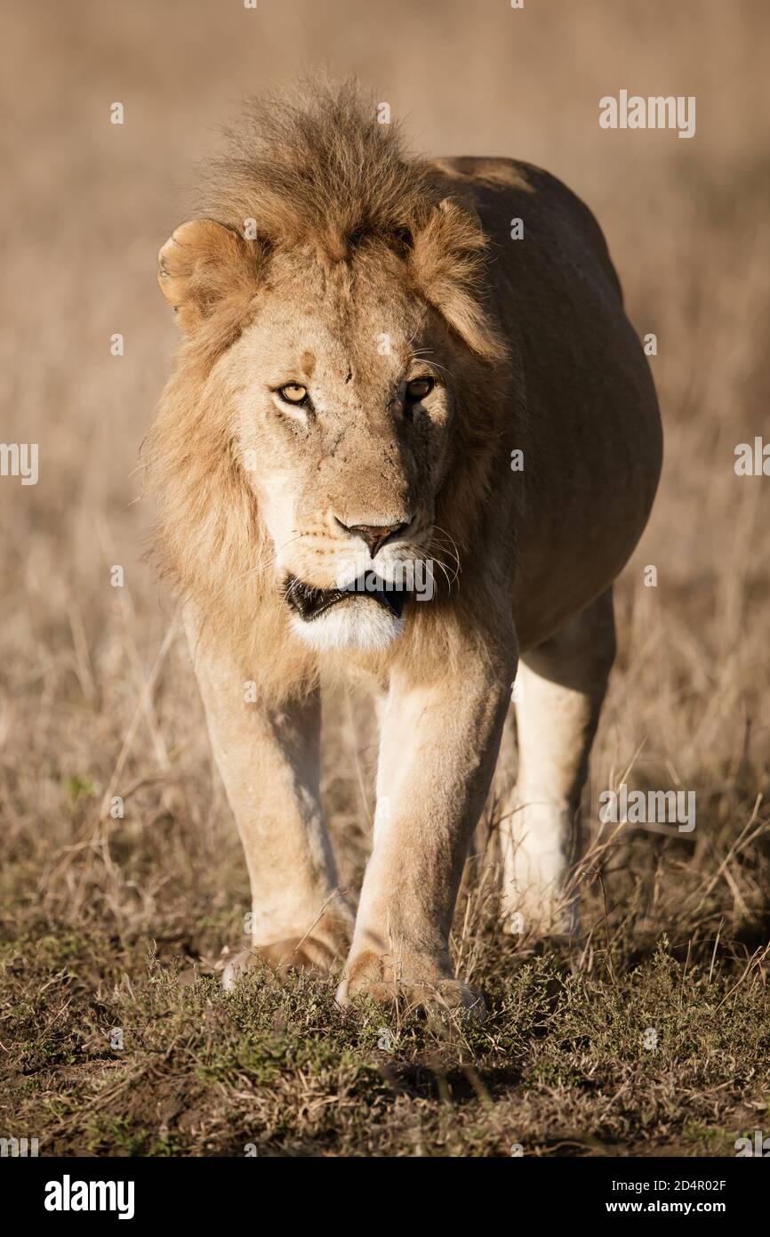 Lion (Panthera leo) dans le Mara Masaai du Kenya Banque D'Images