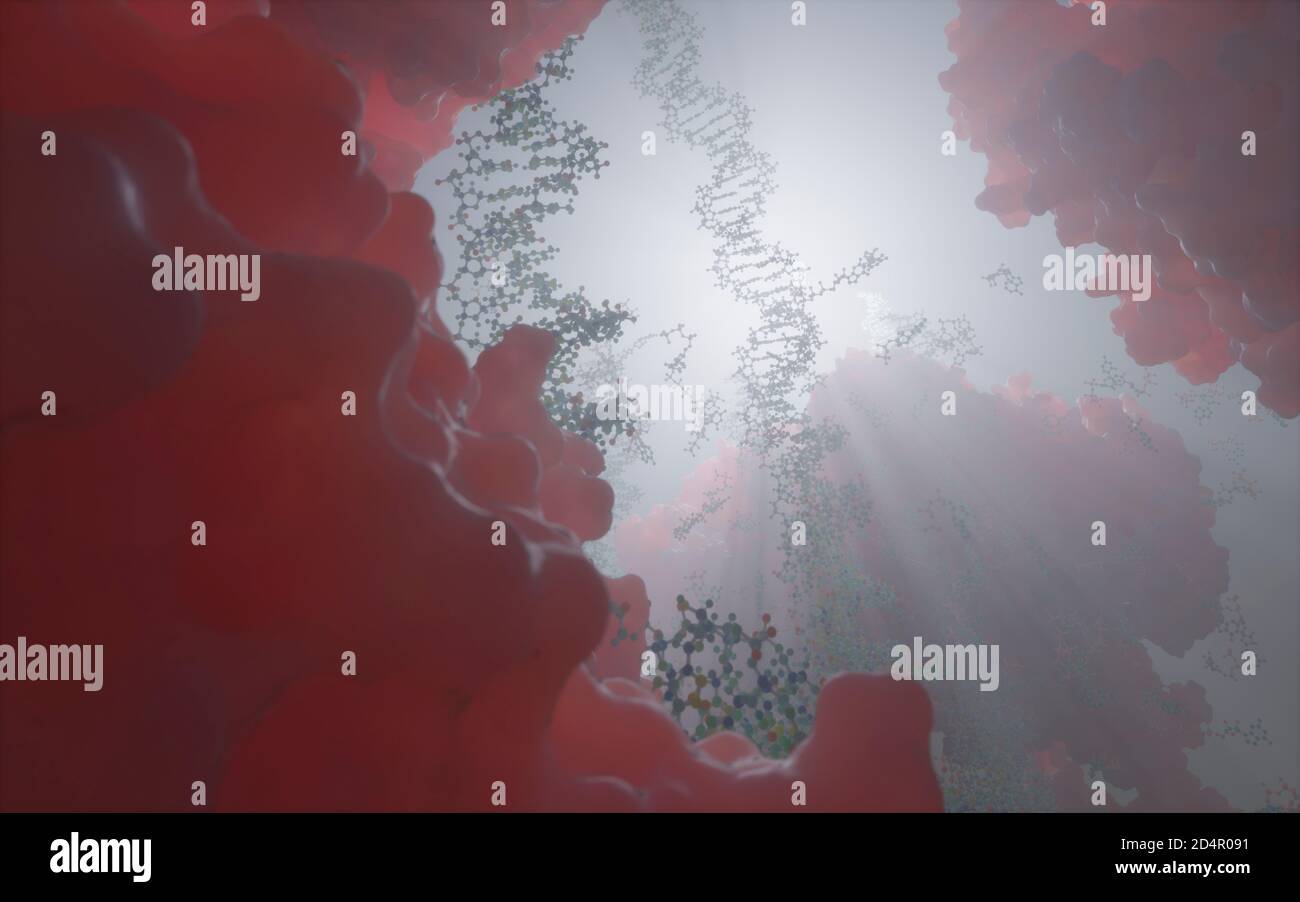 Le monde à l'intérieur d'une cellule humaine. Des chaînes d'ADN, des nucléotides (formant des paires de bases dans l'ADN) et des protéines à l'intérieur du noyau d'une cellule eucaryote. Banque D'Images