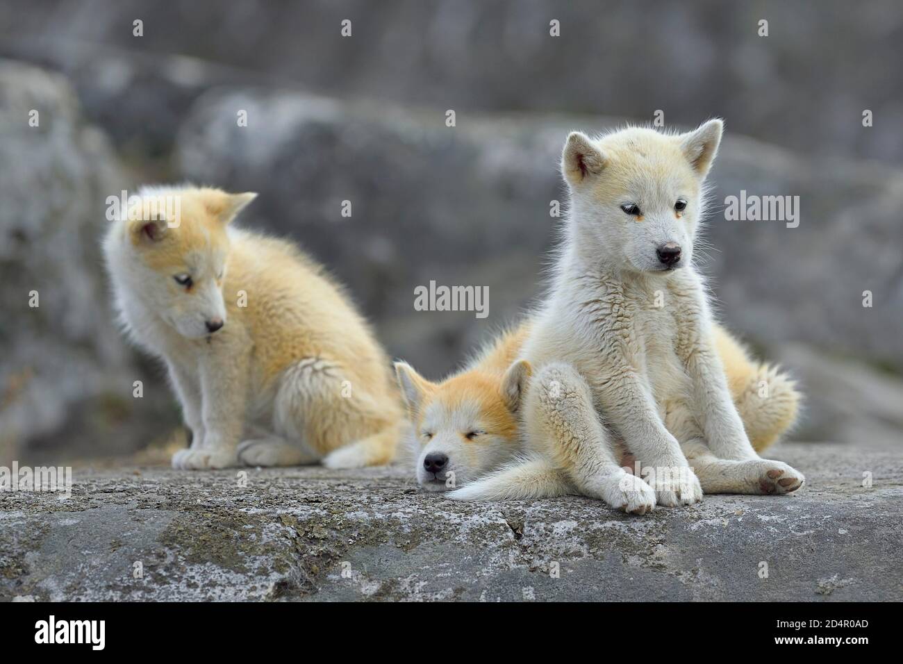 Trois jeunes chiens groenlandais assis sur une dalle de roche, chiots, Qeqertarsuaq, île disco, Groenland, Amérique du Nord Banque D'Images