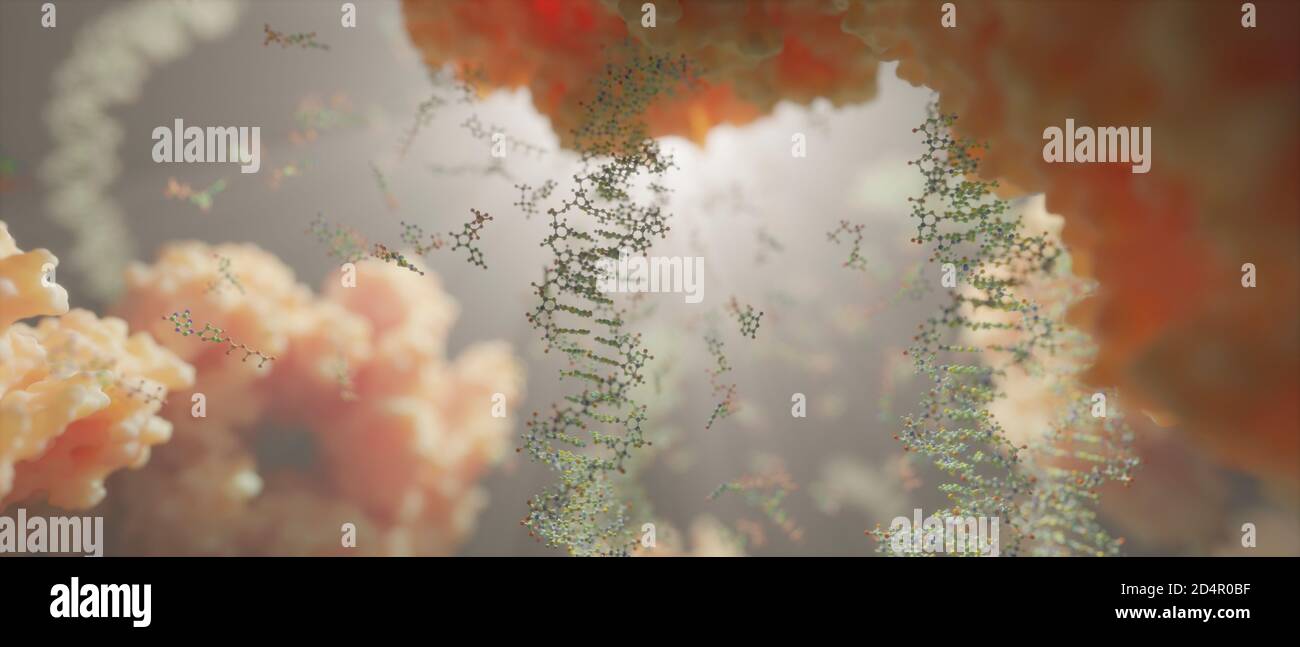 Le monde à l'intérieur d'une cellule humaine. Des chaînes d'ADN, des nucléotides (formant des paires de bases dans l'ADN) et des protéines à l'intérieur du noyau d'une cellule eucaryote. Banque D'Images