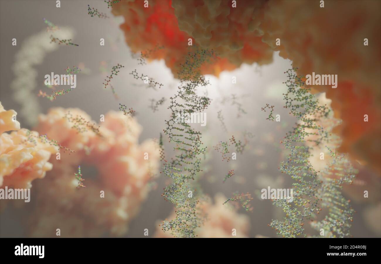 Le monde à l'intérieur d'une cellule humaine. Des chaînes d'ADN, des nucléotides (formant des paires de bases dans l'ADN) et des protéines à l'intérieur du noyau d'une cellule eucaryote. Banque D'Images