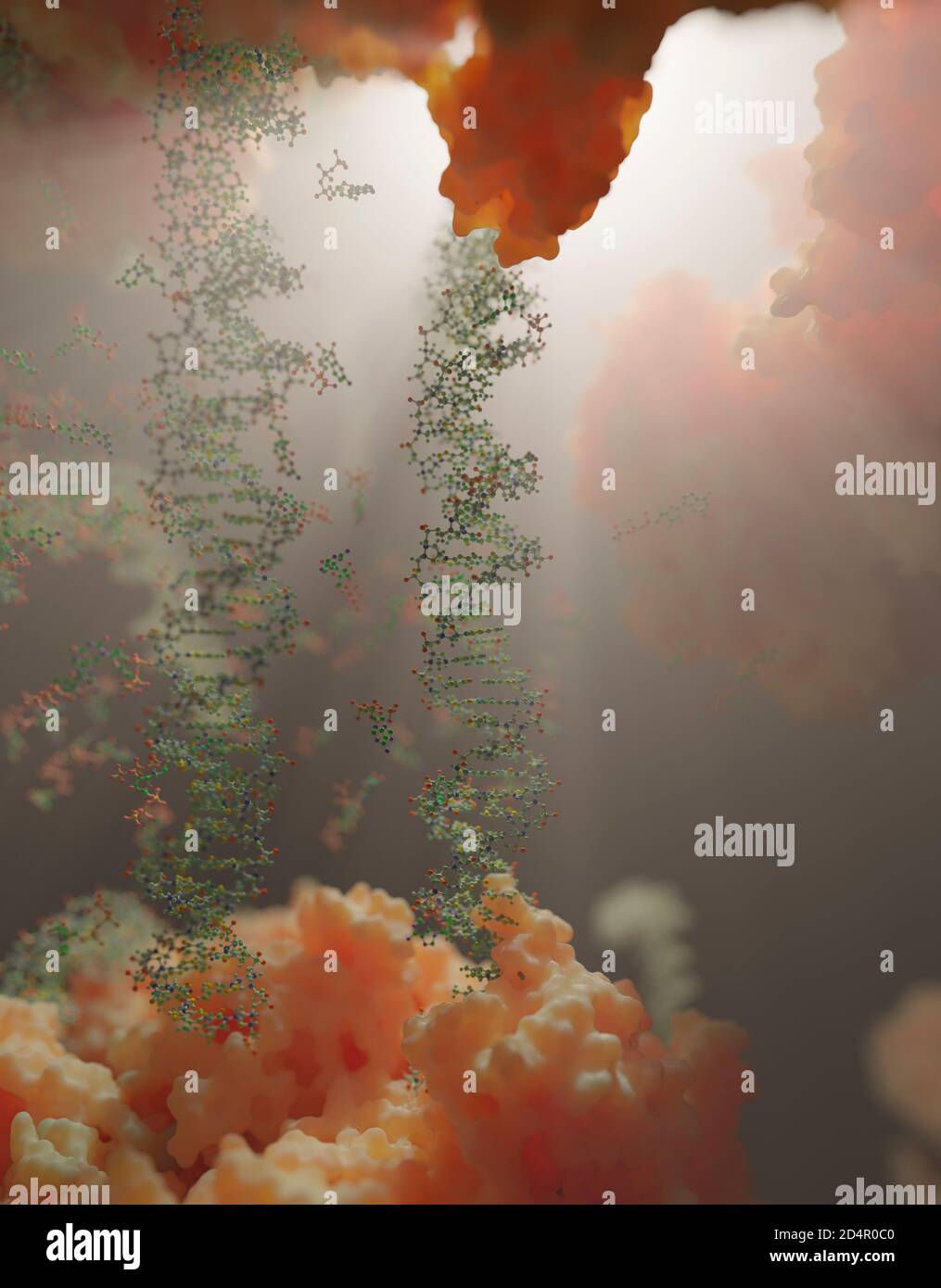 Le monde à l'intérieur d'une cellule humaine. Des chaînes d'ADN, des nucléotides (formant des paires de bases dans l'ADN) et des protéines à l'intérieur du noyau d'une cellule eucaryote. Banque D'Images