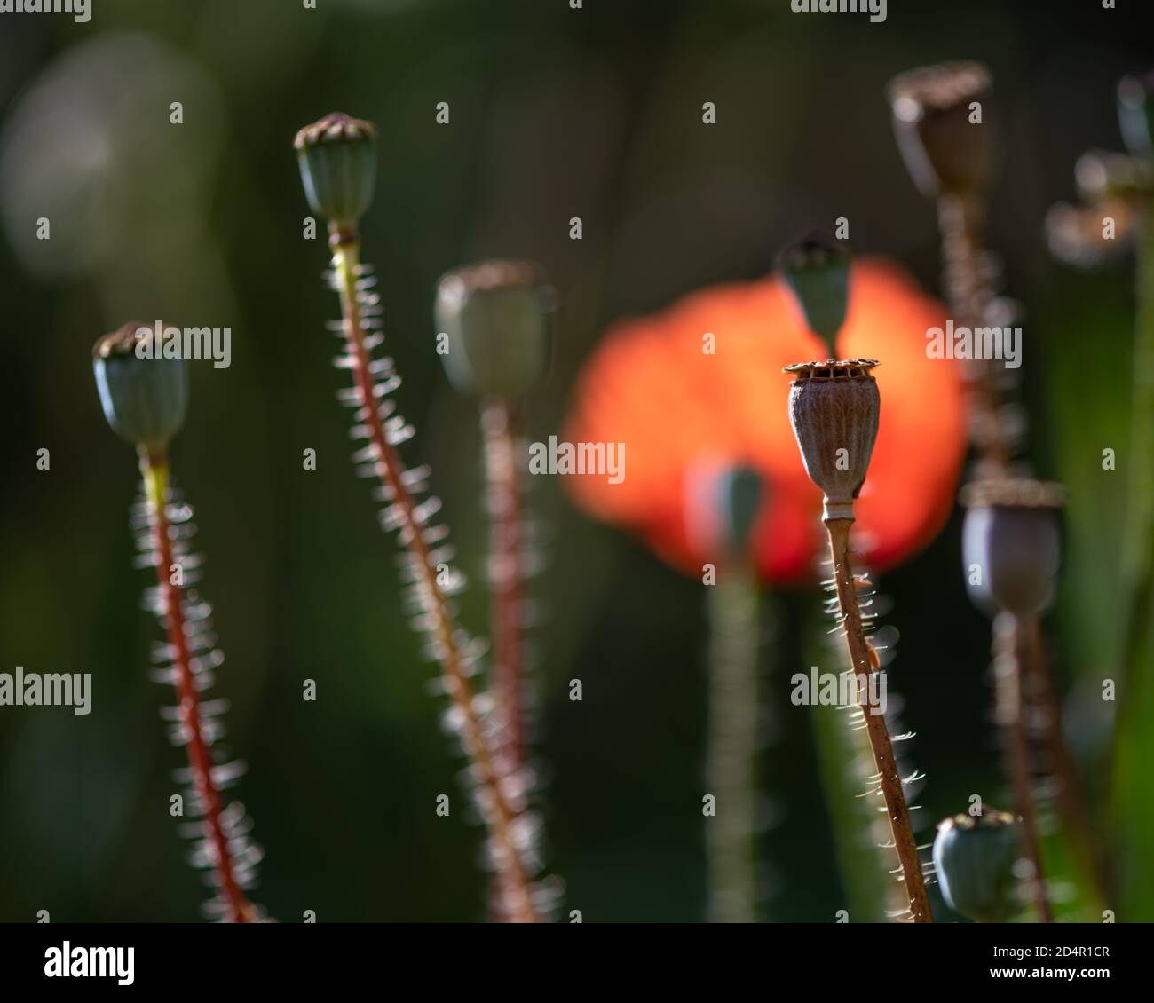 Coquelicots dans un jardin Banque D'Images