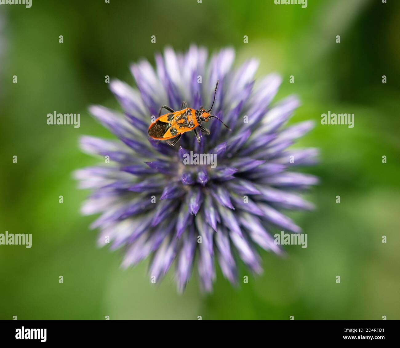 Orange Shield Bug on Echinops - Sea Holly Banque D'Images