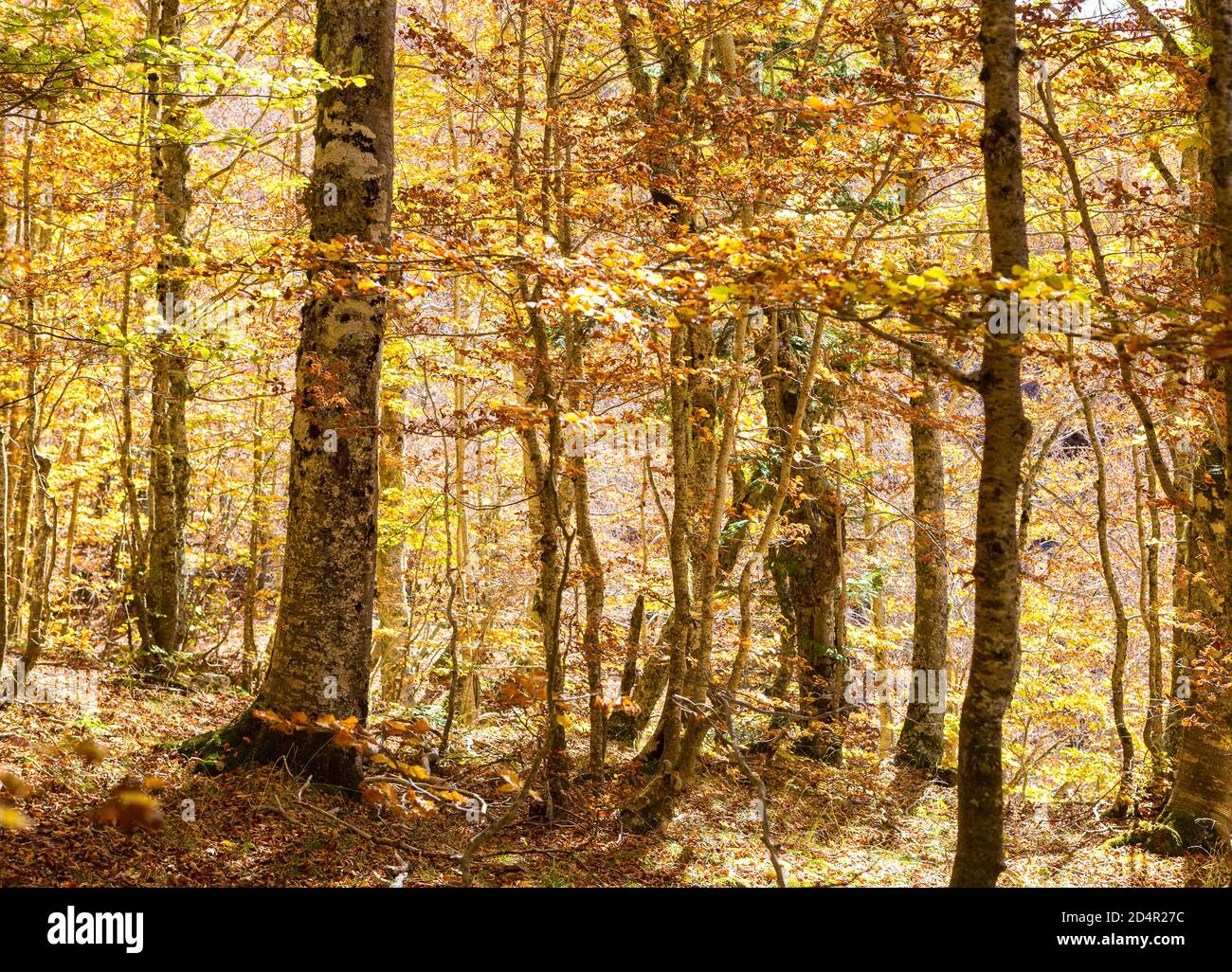 Forêt de hêtres en automne, parc national de Pollino, sud de l'Italie. Banque D'Images