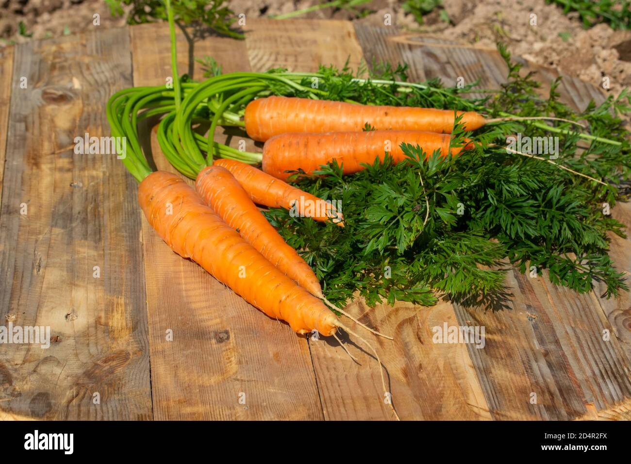 Jardin de carottes sur une table en bois de près. Racine orange douce de carottes fraîches avec des hauts. Banque D'Images