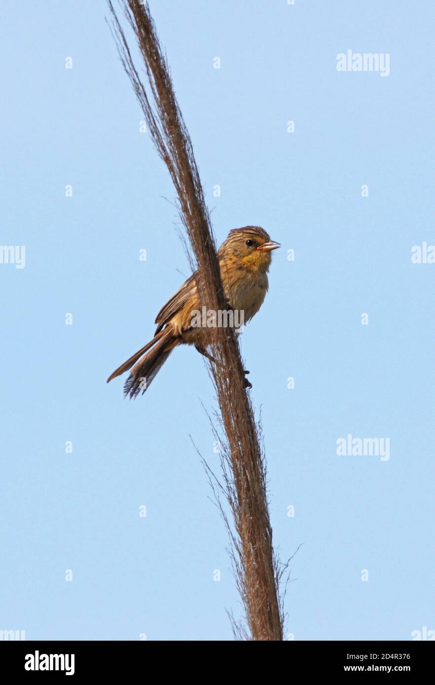 Herbage jaune-finch (Sicalis luteola) femelle perchée sur le roseau Punta Rasa, Argentine Janvier Banque D'Images