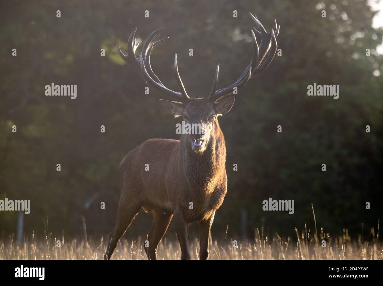 Red Deer Banque D'Images