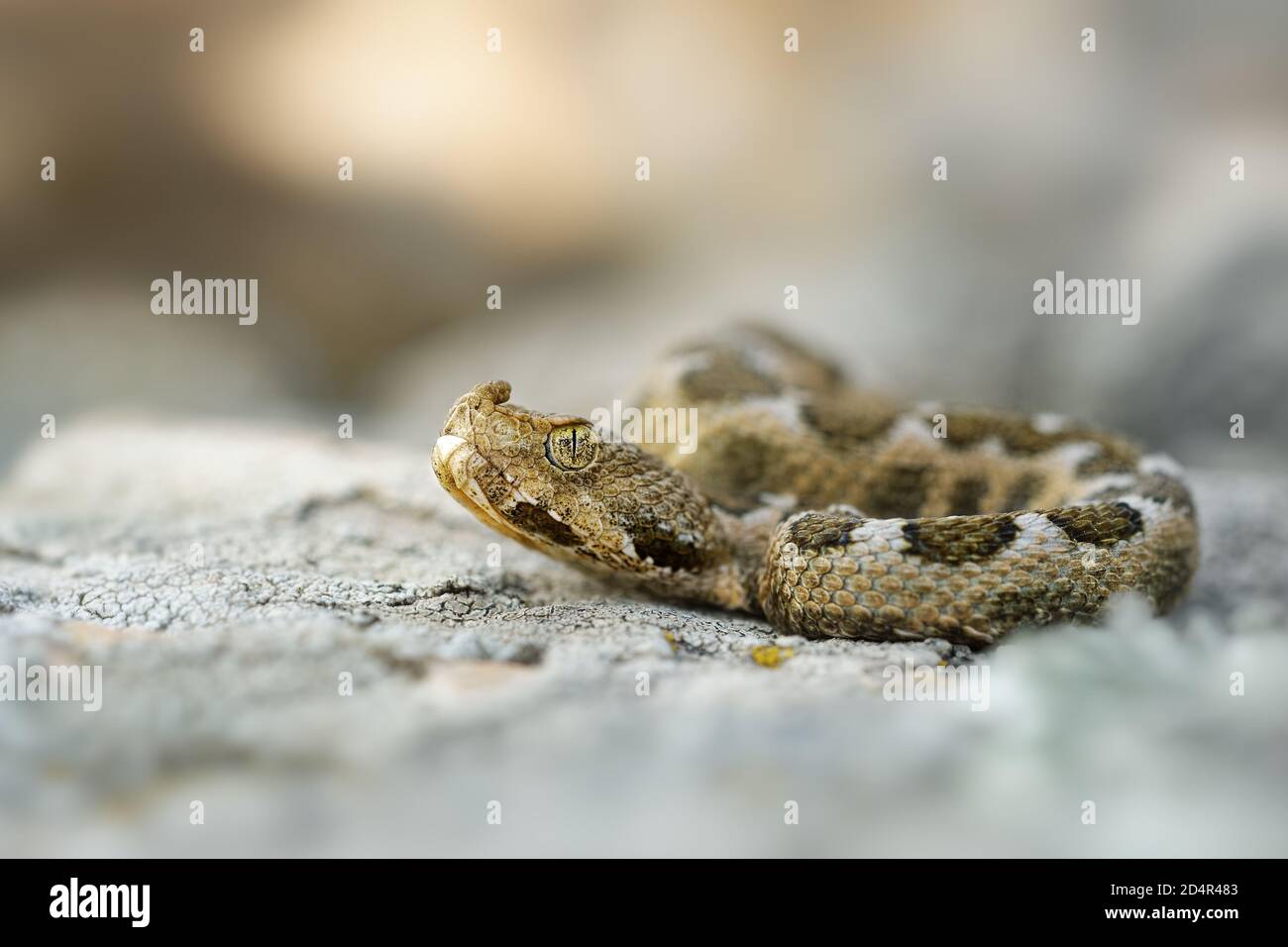 Vipera ammodytes aussi vipère à cornes, vipère à long nez, vipère à cornes, vipère à cornes, vipère à sable, espèces trouvées dans le sud de l'Europe, les Balkans et Banque D'Images