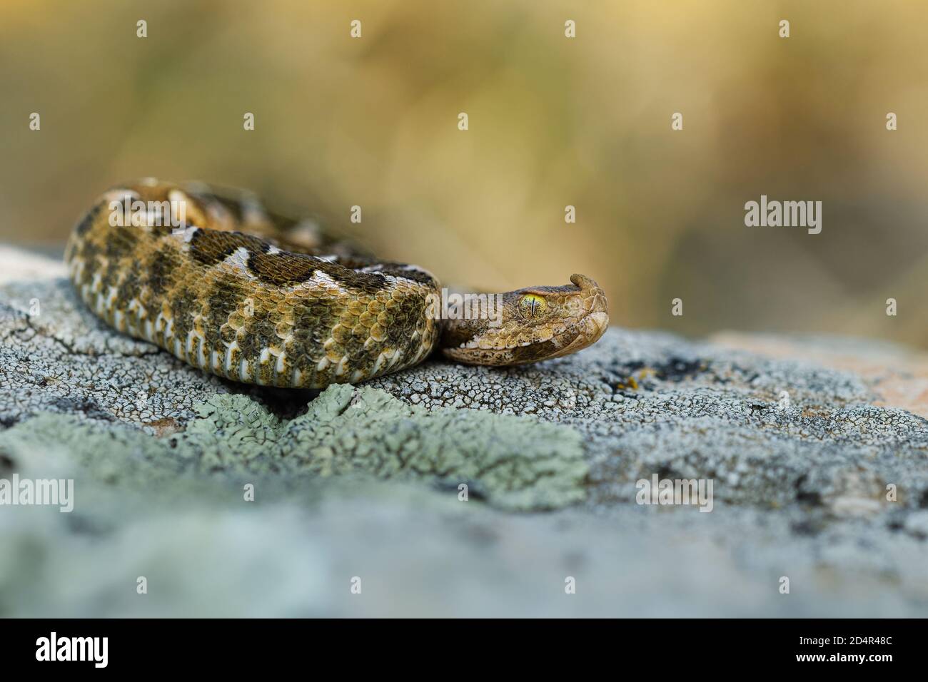 Vipera ammodytes aussi vipère à cornes, vipère à long nez, vipère à cornes, vipère à cornes, vipère à sable, espèces trouvées dans le sud de l'Europe, les Balkans et Banque D'Images