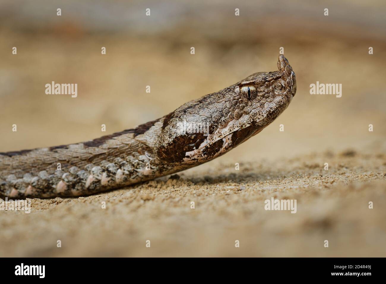 Vipera ammodytes aussi vipère à cornes, vipère à long nez, vipère à cornes, vipère à cornes, vipère à sable, espèces trouvées dans le sud de l'Europe, les Balkans et Banque D'Images