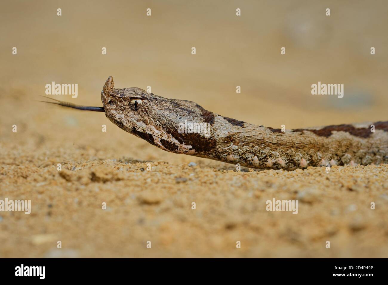 Vipera ammodytes aussi vipère à cornes, vipère à long nez, vipère à cornes, vipère à cornes, vipère à sable, espèces trouvées dans le sud de l'Europe, les Balkans et Banque D'Images