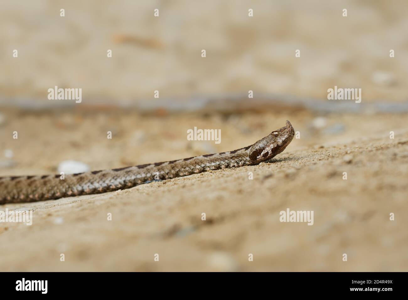 Vipera ammodytes aussi vipère à cornes, vipère à long nez, vipère à cornes, vipère à cornes, vipère à sable, espèces trouvées dans le sud de l'Europe, les Balkans et Banque D'Images