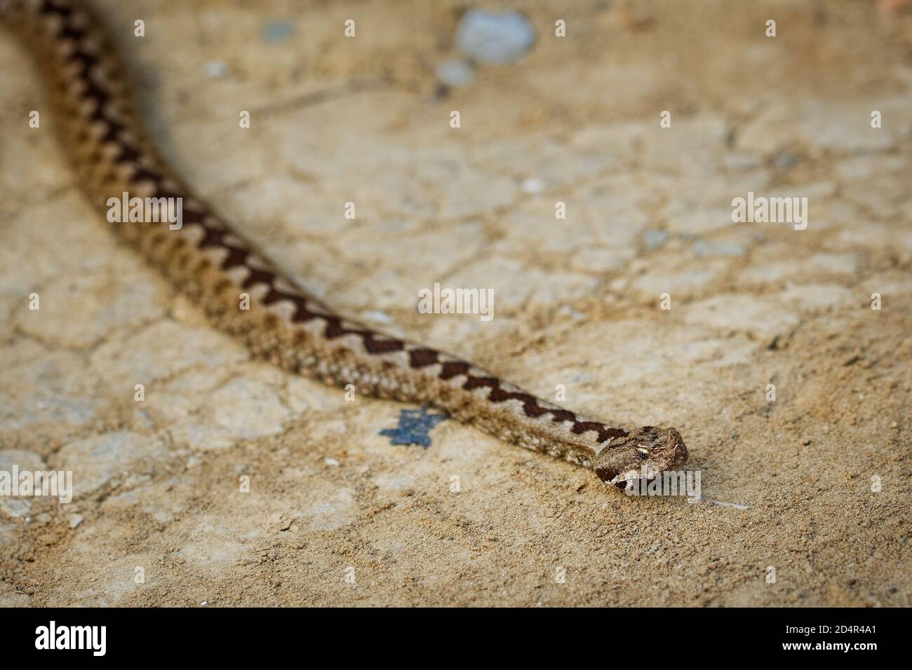 Vipera ammodytes aussi vipère à cornes, vipère à long nez, vipère à cornes, vipère à cornes, vipère à sable, espèces trouvées dans le sud de l'Europe, les Balkans et Banque D'Images