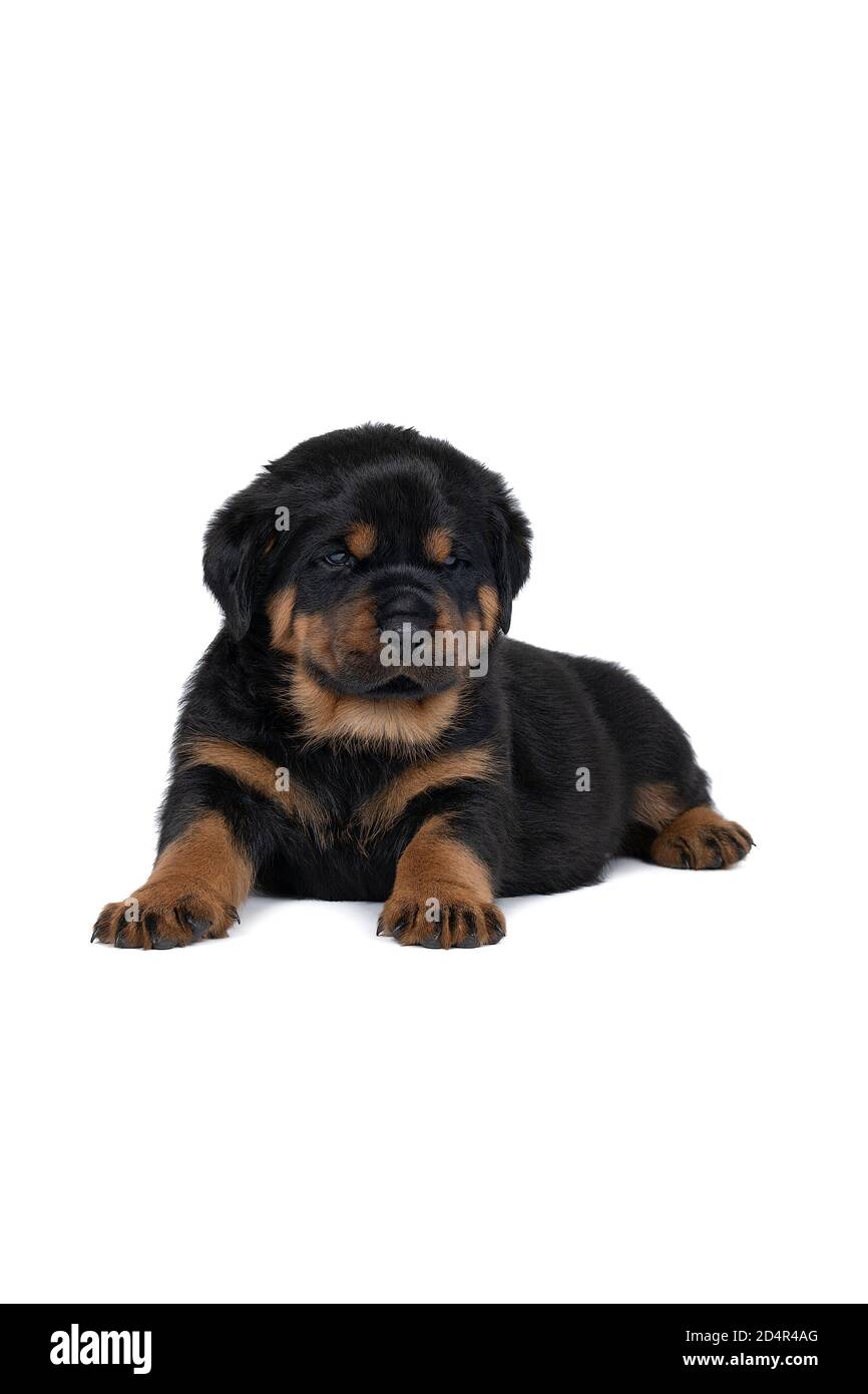 Un magnifique chiot Rottweiler, âgé de cinq semaines, allongé, prise de vue en studio isolée en blanc Banque D'Images