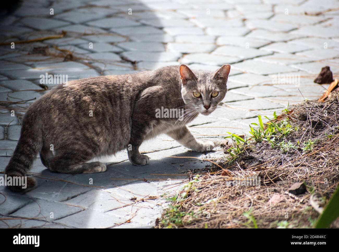 drôle de chat surpris jouant dans le jardin nous regardant Banque D'Images