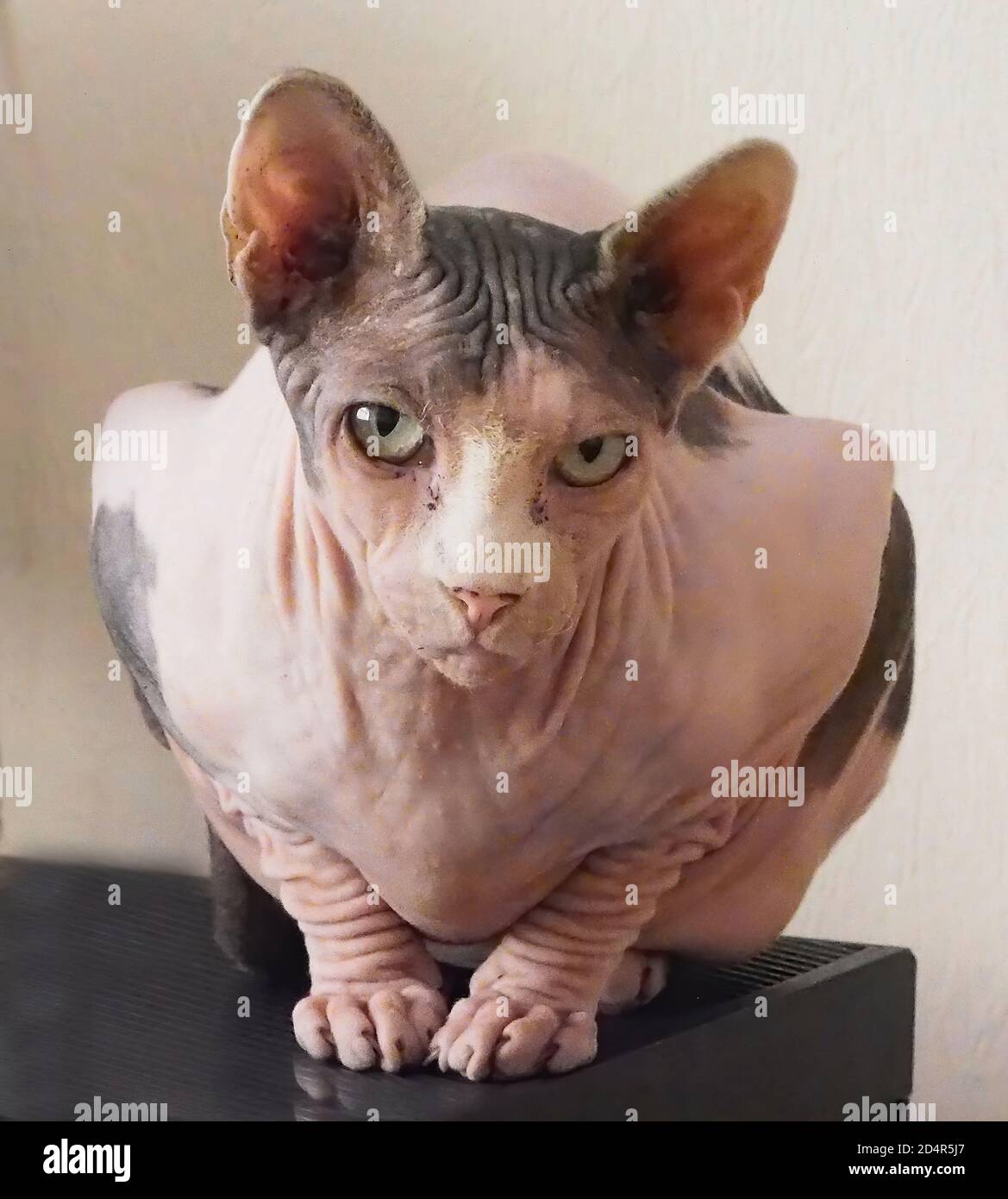 Chat Sphynx Banque D'Images