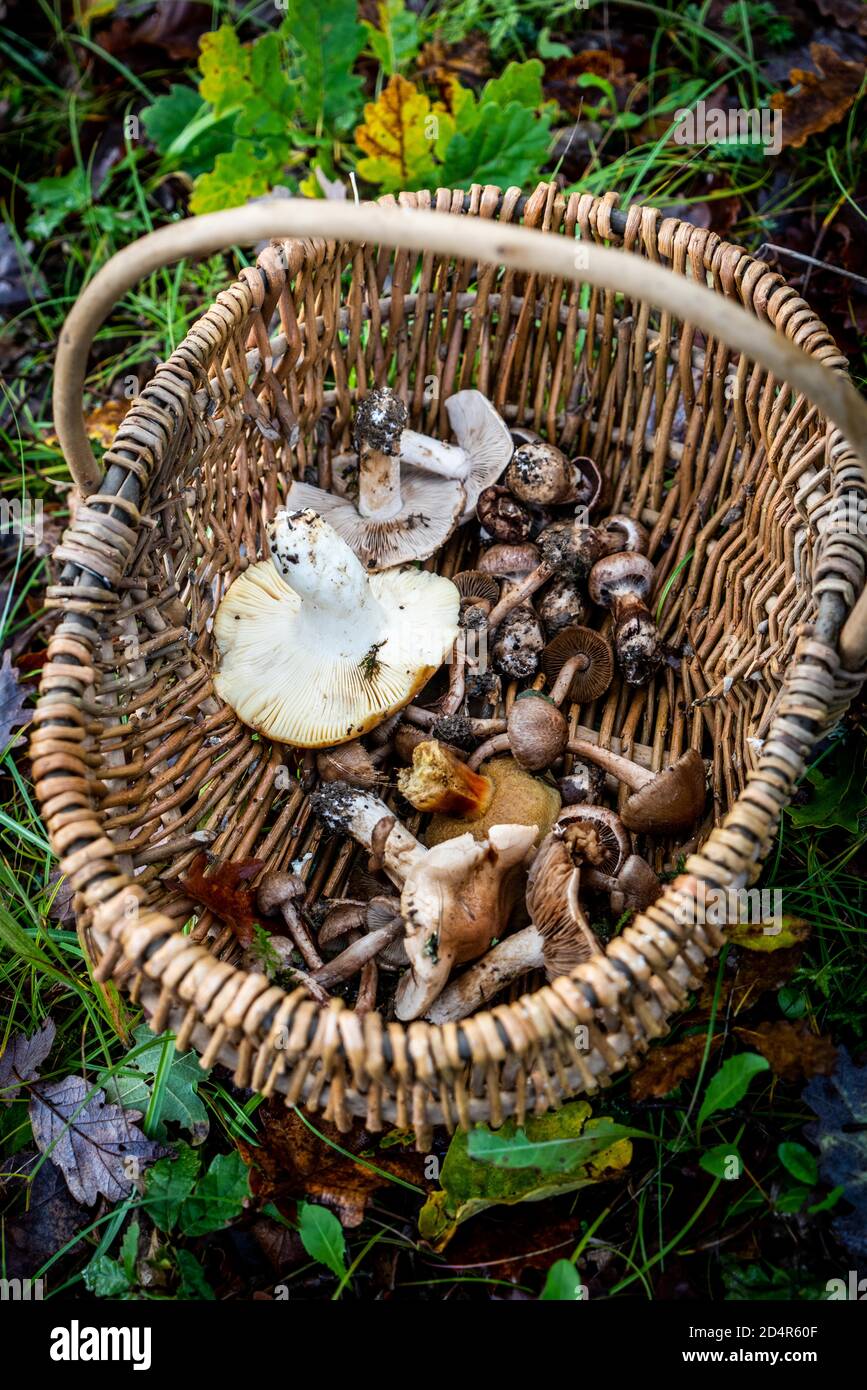 Cueillette de champignons. Banque D'Images