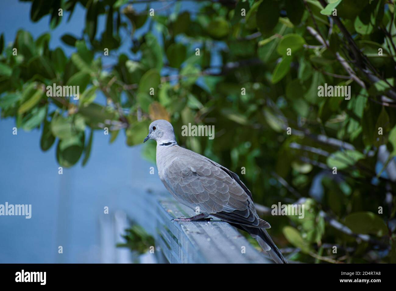 oiseau reposant sur la rampe dans le parc de la rive nord Banque D'Images